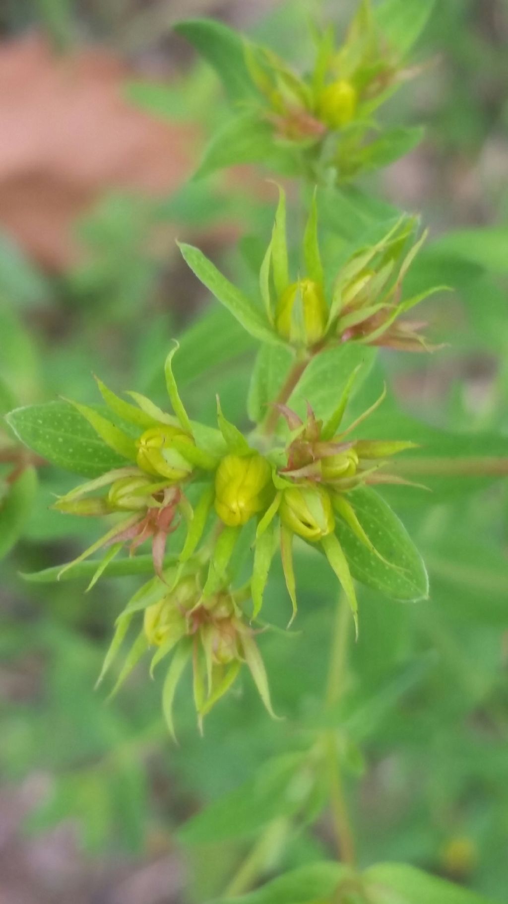 Hypericum perforatum (Hypericaceae)